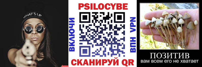 блэк спрут ссылка  Шахунья  Галлюциногенные грибы Cubensis  купить  
